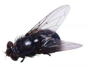 ��Ӭ����